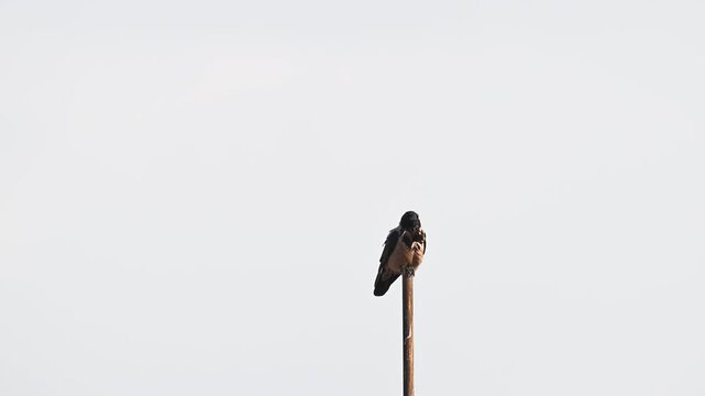 A crow perched on a wooden pole under the open sky, observing its surroundings. 