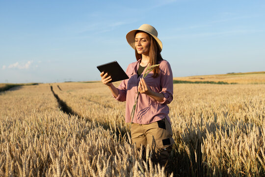 Agribusiness woman inspecting ripe wheat with digital tablet in agricultural field