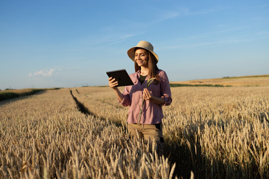 Farmer using tablet technology in a golden wheat field at sunset