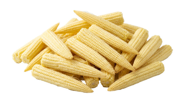 Collection of fresh young corn cobs, isolated on transparent cutout background