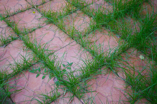 Weeds Growing Between Pavement Tiles.