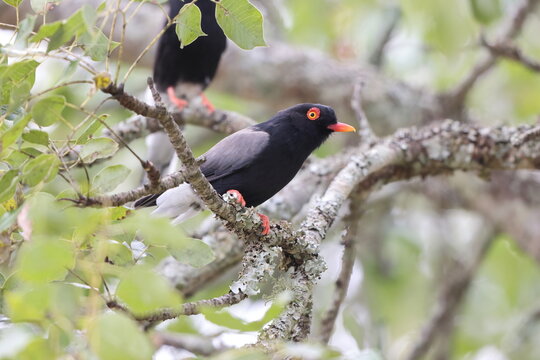 Retz's helmetshrike (Prionops retzii tricolor) is a species of bird in the helmetshrike family Vangidae, formerly usually included in the Malaconotidae. This photo was taken in Kruger National Park, S