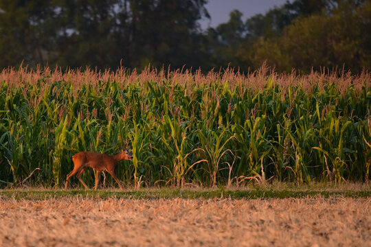 Roebuck in the field at summer morning