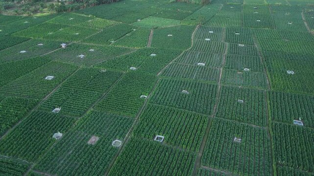 Aerial view of vast green agricultural farmland plots with irrigation pits