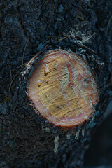 tree branch leaking sap © Sophia