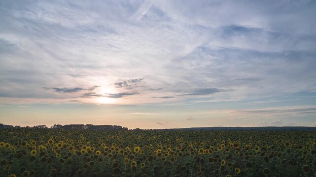 Idyllic sunset over sunflower field