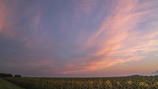 Beautiful evening sky over sunflower field.  Picturesque sunset with vibrant colors