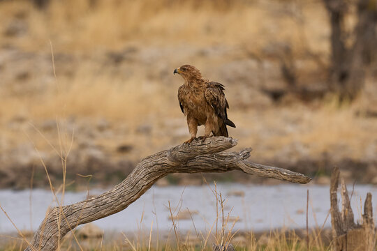 Tawny eagle (Aquila rapax) perched on a branch at a waterhole in Etosha National Park, Namibia
