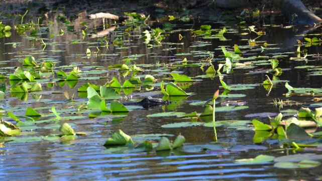 American alligator (Alligator mississippiensis) slowly moves among water lily leaves in the shallow water of the wetland ecosystem of Okefenokee National Wildlife Refuge, Georgia, USA