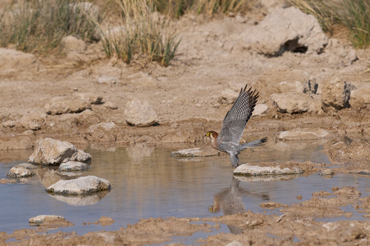 Red-necked Falcon (Falco chicquera) flying down to drink at a. waterhole in Etosha National Park, Namibia