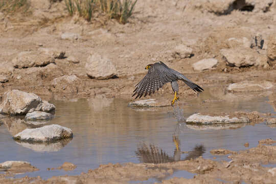 Red-necked Falcon (Falco chicquera) flying down to drink at a. waterhole in Etosha National Park, Namibia