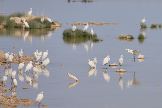 Cattle-Egret (Ardea ibis) at a waterhole in Etosha National Park, Namibia