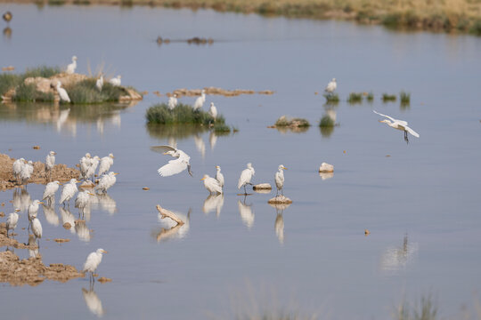 Cattle-Egret (Ardea ibis) at a waterhole in Etosha National Park, Namibia