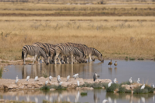Wildlife drinking at a waterhole in Etosha National Park, Namibia