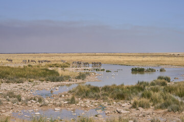 Naklejka premium Wildlife drinking at a waterhole in Etosha National Park, Namibia