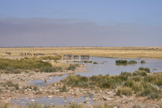 Wildlife drinking at a waterhole in Etosha National Park, Namibia