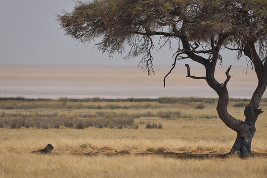 Female African Lion (Panthera Leo) resting in the shade of a tree in Etosha National Park, Namibia