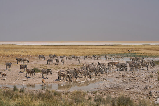 Wildlife drinking at a waterhole in Etosha National Park, Namibia