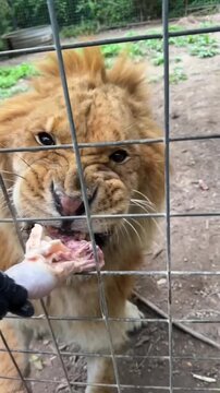 Young male lion eating raw meat through cage enclosure fence in zoo
