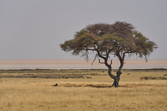 Female African Lion (Panthera Leo) resting in the shade of a tree in Etosha National Park, Namibia