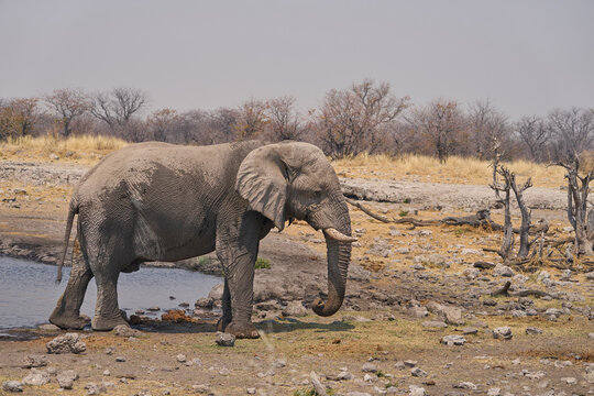 Bull African Elephant (Loxodonta africana) at a waterhole in Etosha National Park, Namibia