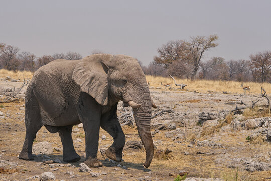 Bull African Elephant (Loxodonta africana) at a waterhole in Etosha National Park, Namibia