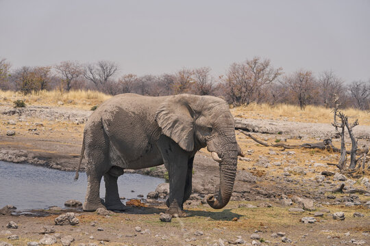 Bull African Elephant (Loxodonta africana) at a waterhole in Etosha National Park, Namibia