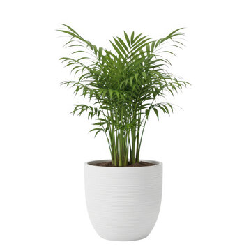 Green dracaena plant in modern white pot isolated on white background