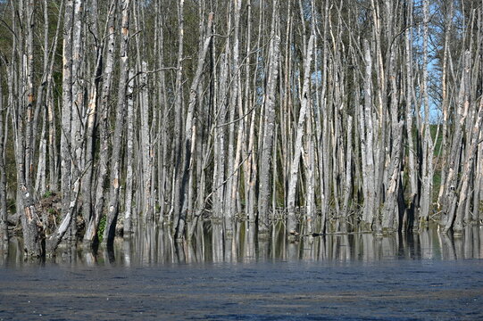 B&auml;ume in einem See