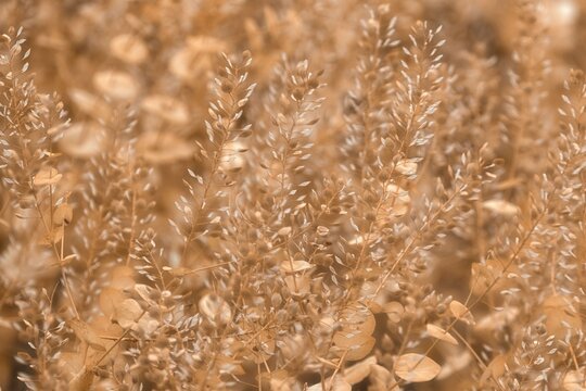 Dry pepperweed wild plants close up in warm beige tones creating a soft natural texture. Ideal background for minimalist design, organic beauty branding, and sustainable lifestyle concepts.