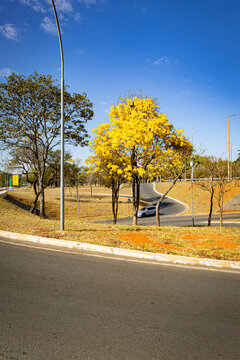 Ip&ecirc; Amarelo no Plano Piloto de Bras&iacute;lia - Brasil 