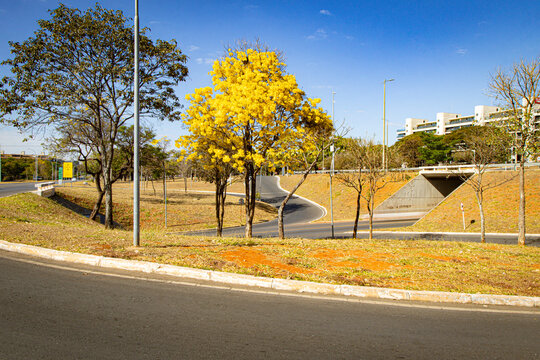 Ip&ecirc; Amarelo no Plano Piloto de Bras&iacute;lia - Brasil 