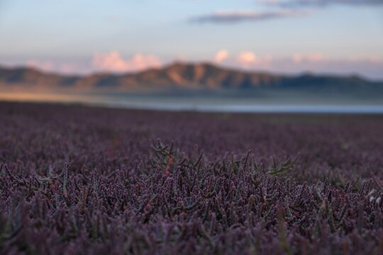 Purple glasswort succulent plants growing on the salty shore of Lake Tuzkol with mountains in the background, Kazakhstan. Ideal for botanical textures, travel marketing, and ecological research