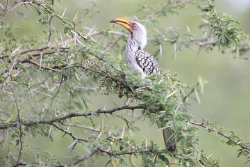 The southern yellow-billed hornbill (Tockus leucomelas) is a hornbill found in southern Africa. This photo was taken in Kruger National Park, South Africa. © feathercollector