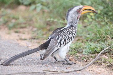 The southern yellow-billed hornbill (Tockus leucomelas) is a hornbill found in southern Africa. This photo was taken in Kruger National Park, South Africa. © feathercollector