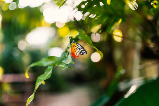 Vibrant Butterfly Resting on Green Leaf in Sunlight