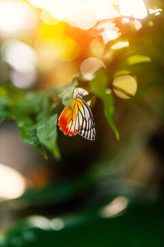 Vibrant Butterfly on Green Leaf in Sunlight
