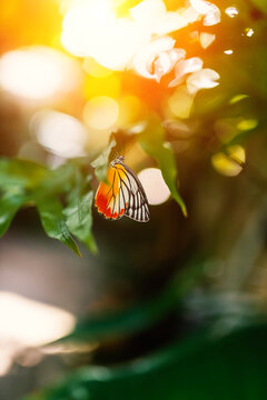 Vibrant Butterfly Resting on Leaf in Natural Light
