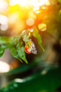 Vibrant Butterfly Sitting on Green Leaf in Sunlight