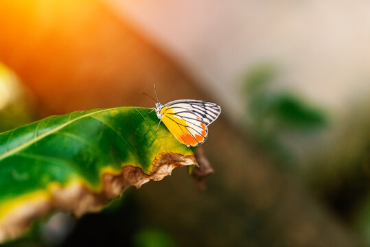 Vibrant Butterfly Resting on Leaf in Nature