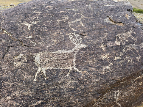 Ancient petroglyph depicting deer or elk on large boulder in the valley of Taldura river.