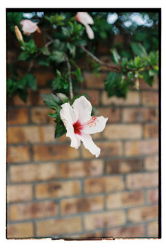 White flower growing over a brick wall