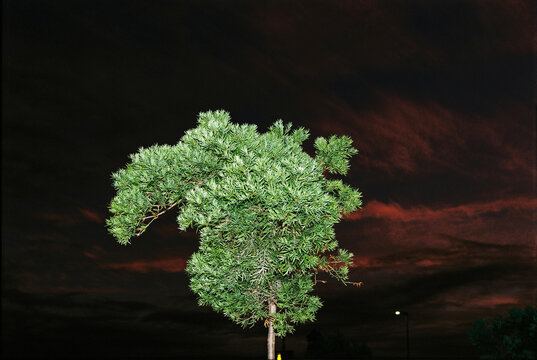 Beautiful shaped tree against a colourful evening sky