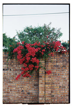 Red flowers growing over a brick wall