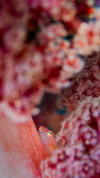 Goby live in soft-coral