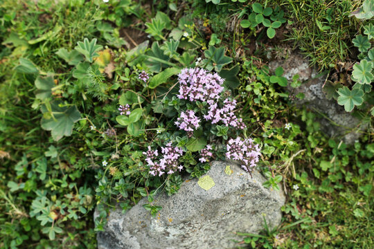 Wild mountain thyme blooming among alpine rocks