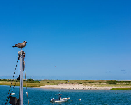 seagull on boat mast