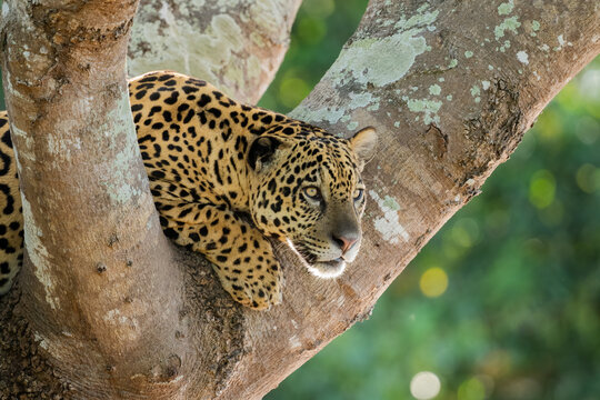 A Jaguar Watches Intently Searching For Prey