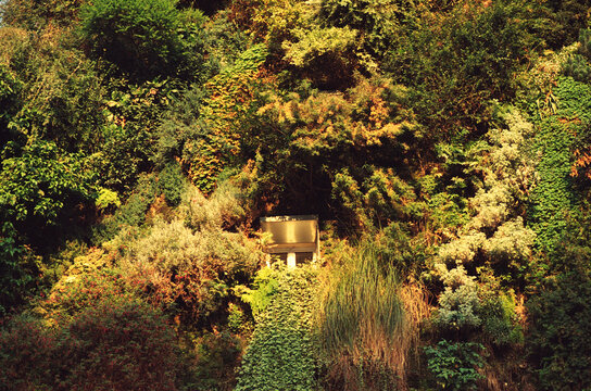 Dense Green Wall