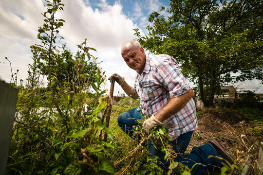 Senior man clearing weeds and dead plants in his allotment